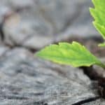 Careful planning to save Inheritance Tax and leave a larger legacy